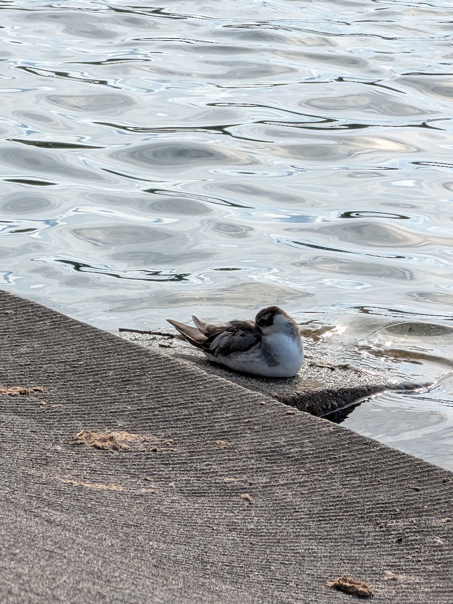 Red Phalarope - ML642842156