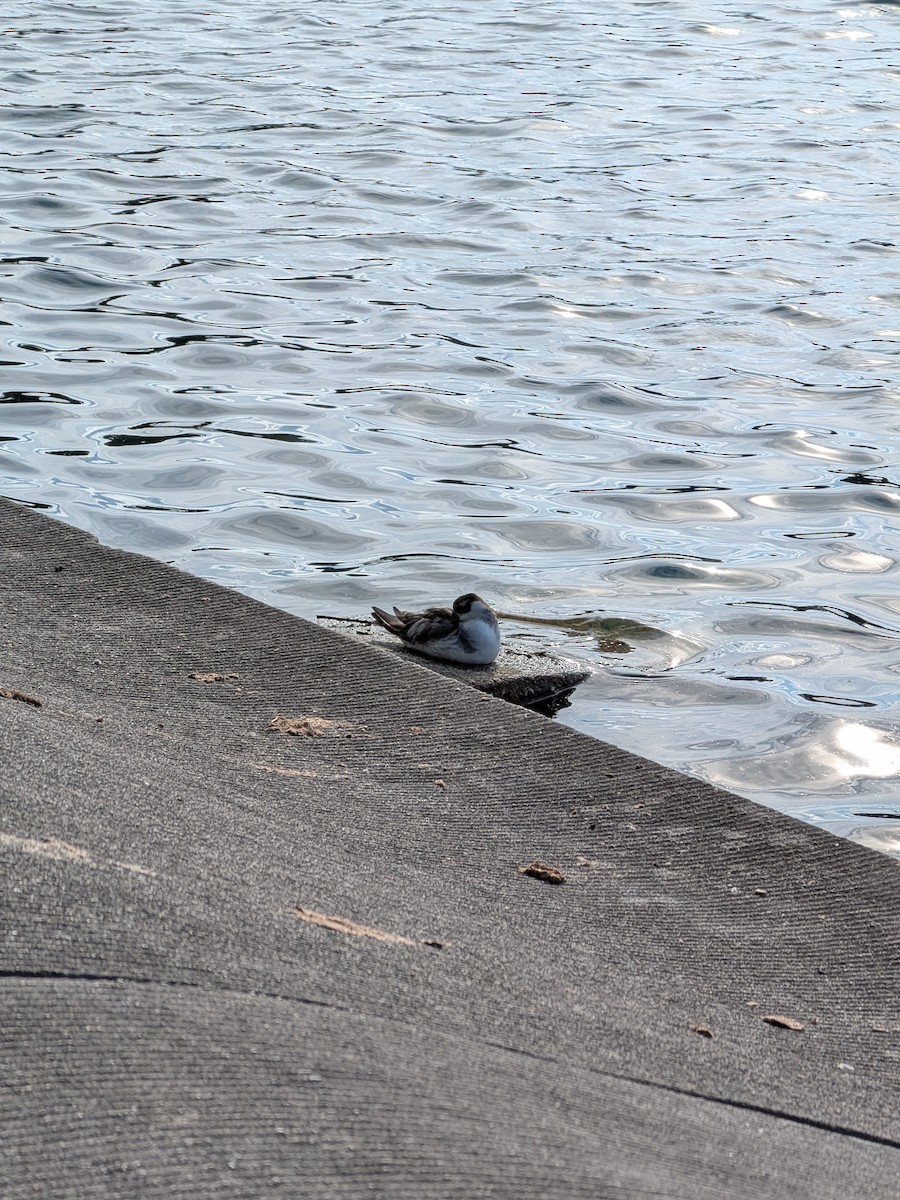 Red Phalarope - ML642842157