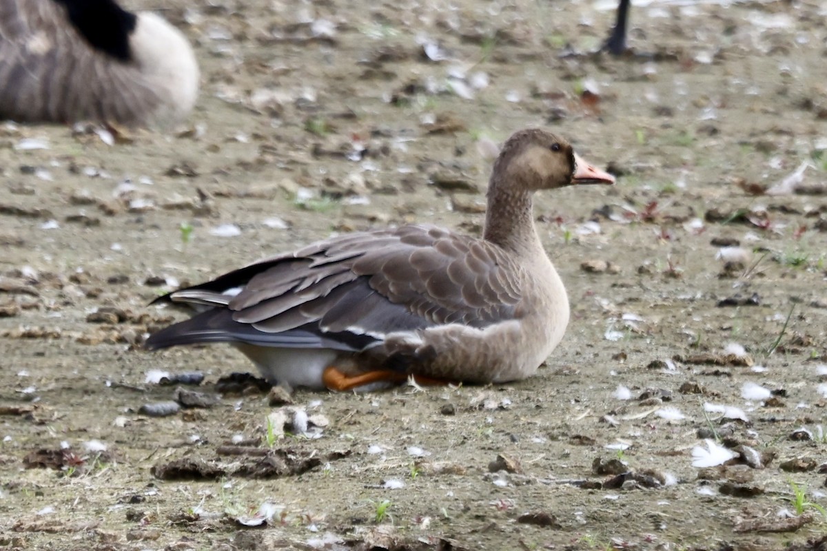 Greater White-fronted Goose - ML642842167