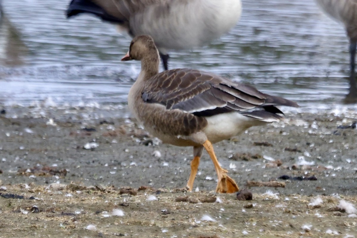 Greater White-fronted Goose - ML642842168