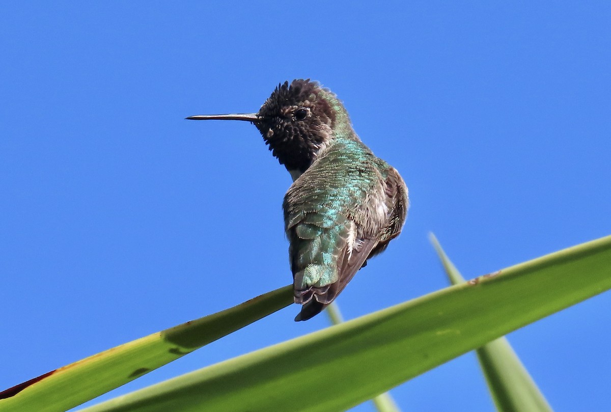 Anna's Hummingbird - ML642842169