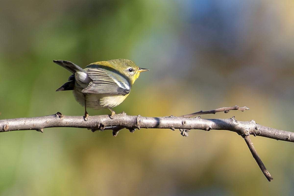 Northern Parula - ML642842170