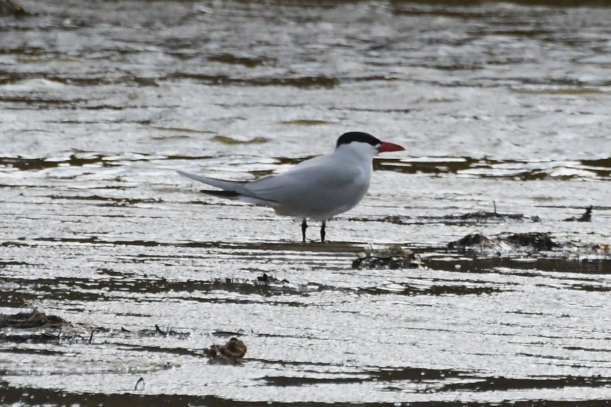 Caspian Tern - ML642842178