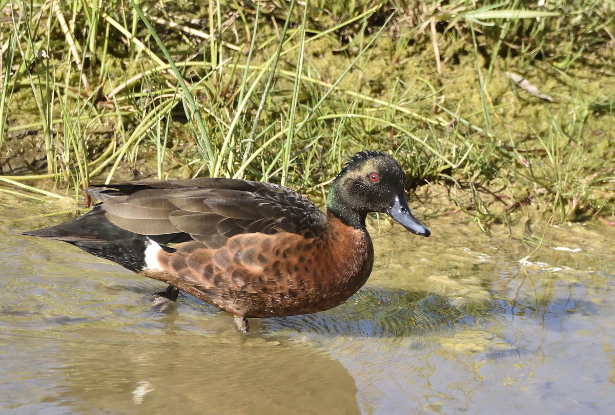 Chestnut Teal - ML642842196