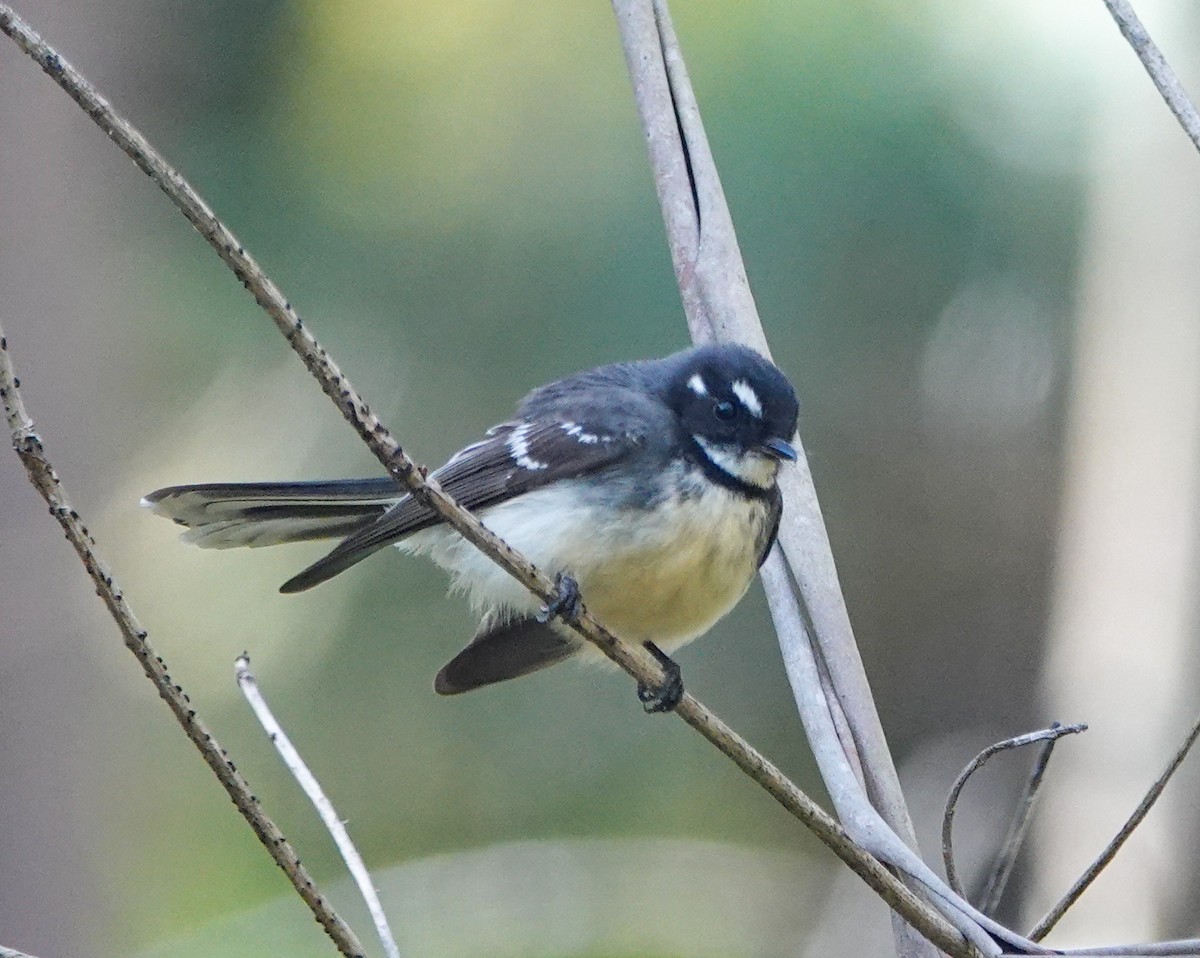 Gray Fantail - ML642842202