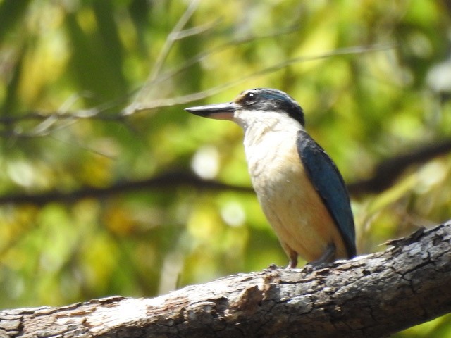 Sacred Kingfisher - ML642842203