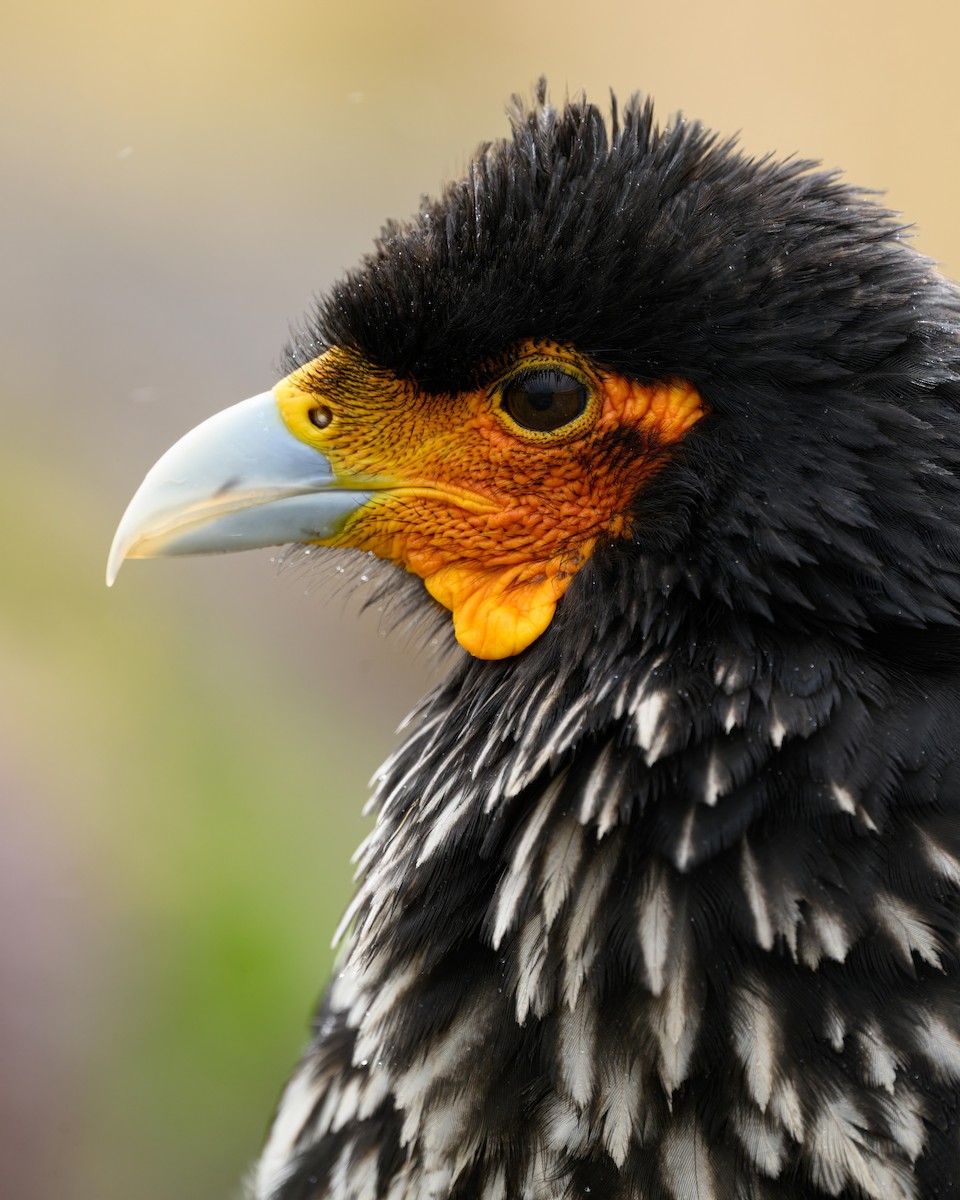 Carunculated Caracara - ML642842206