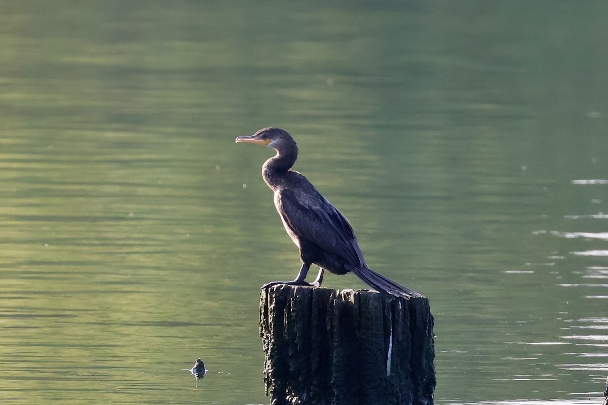 Neotropic Cormorant - ML642842207