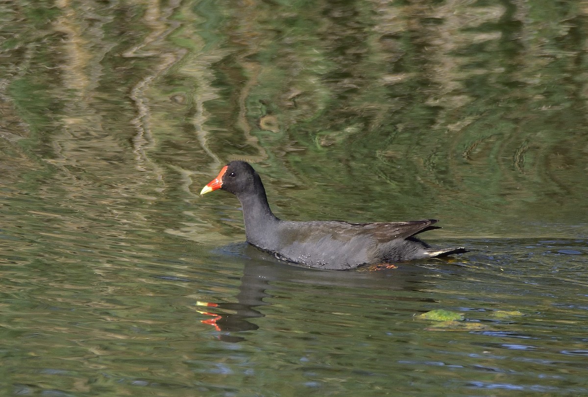 Dusky Moorhen - ML642842208