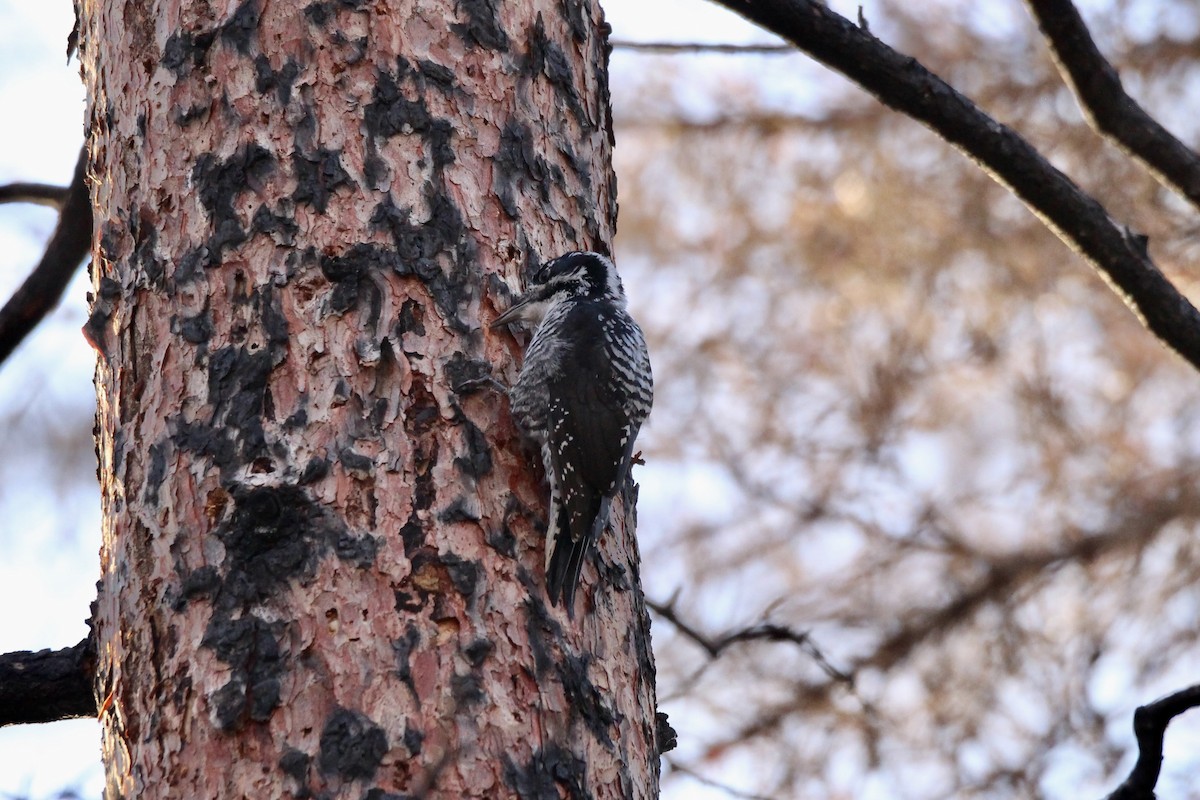 American Three-toed Woodpecker - ML642842209