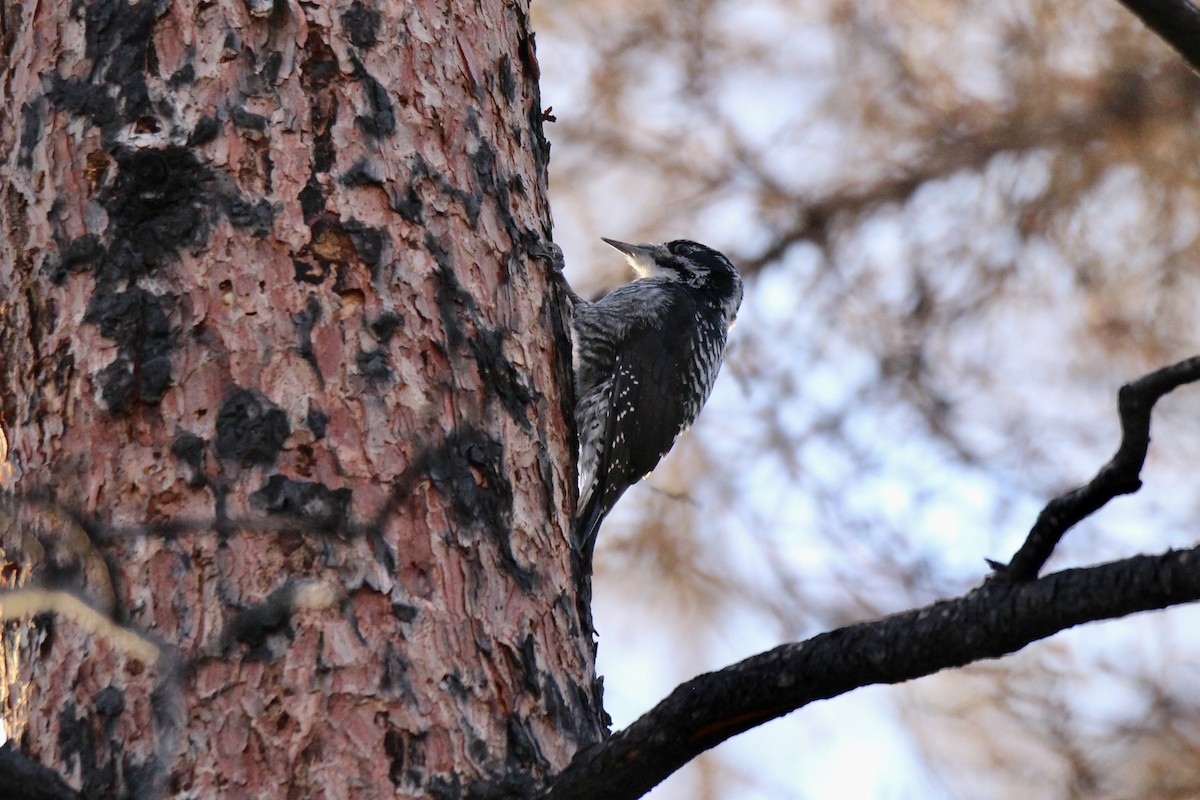 American Three-toed Woodpecker - ML642842210