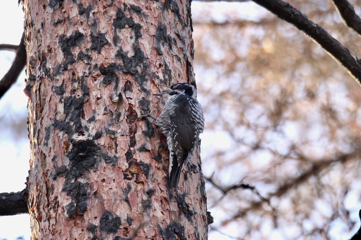 American Three-toed Woodpecker - ML642842211