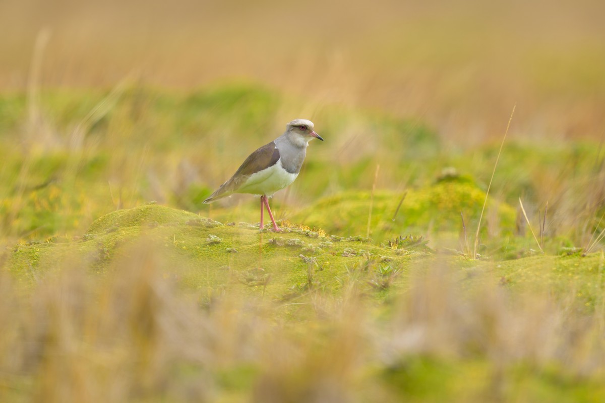 Andean Lapwing - ML642842216