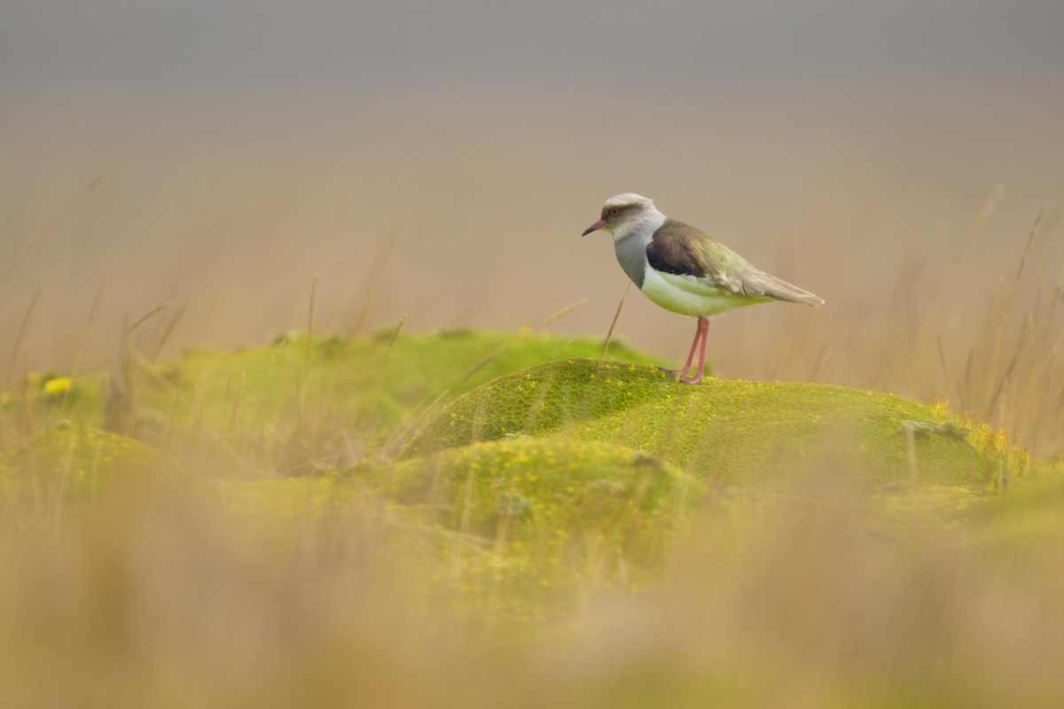 Andean Lapwing - ML642842218