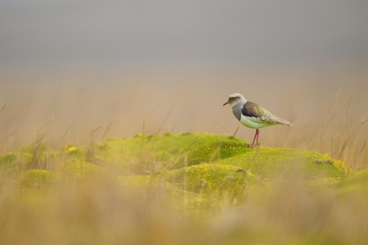 Andean Lapwing - ML642842220