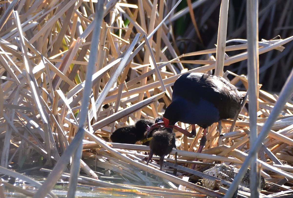 Australasian Swamphen - ML642842221