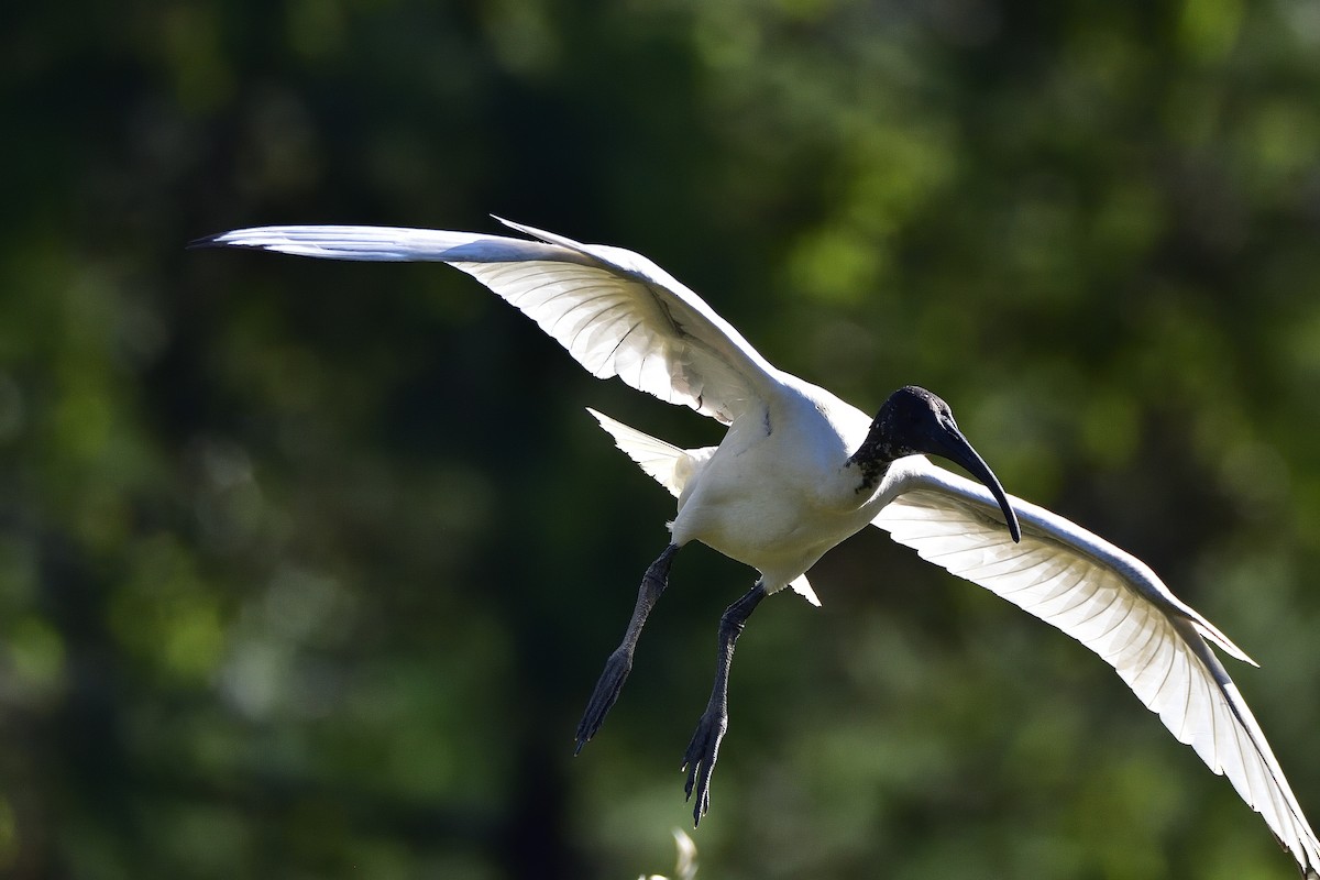 Australian Ibis - ML642842228