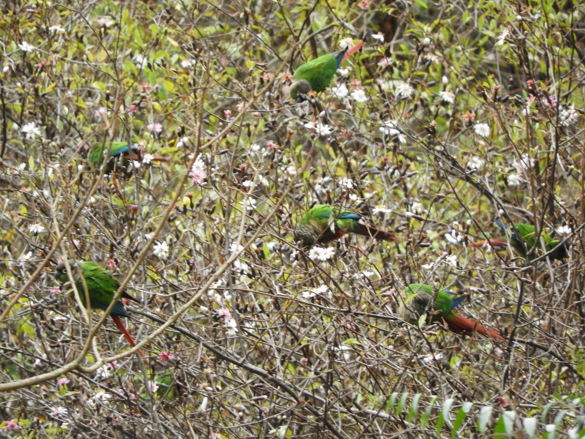 Green-cheeked Parakeet - ML642842230