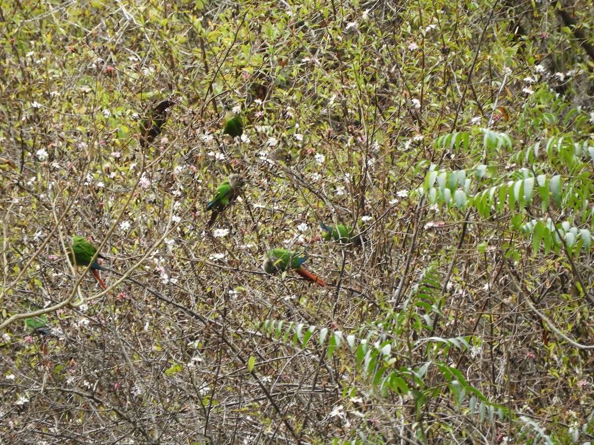 Green-cheeked Parakeet - ML642842232