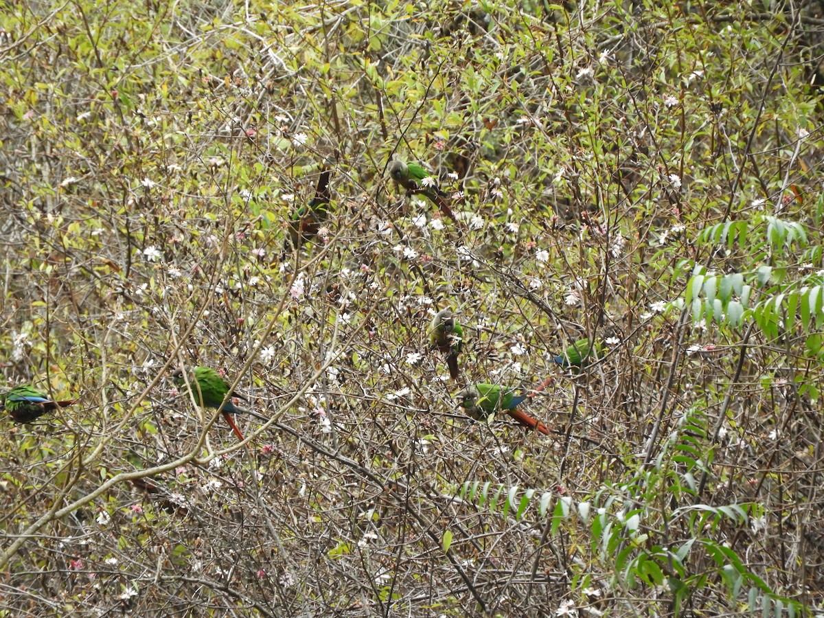 Green-cheeked Parakeet - ML642842233
