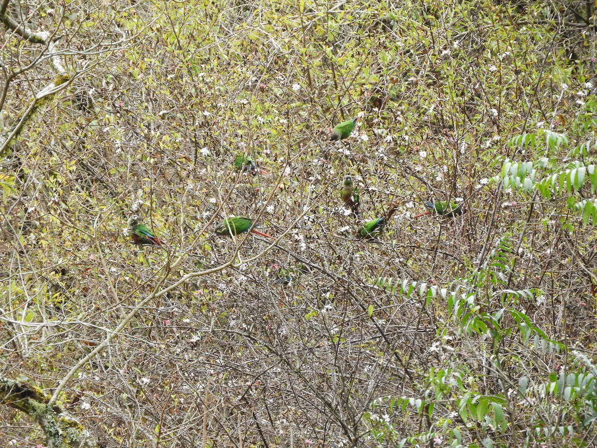 Green-cheeked Parakeet - ML642842234