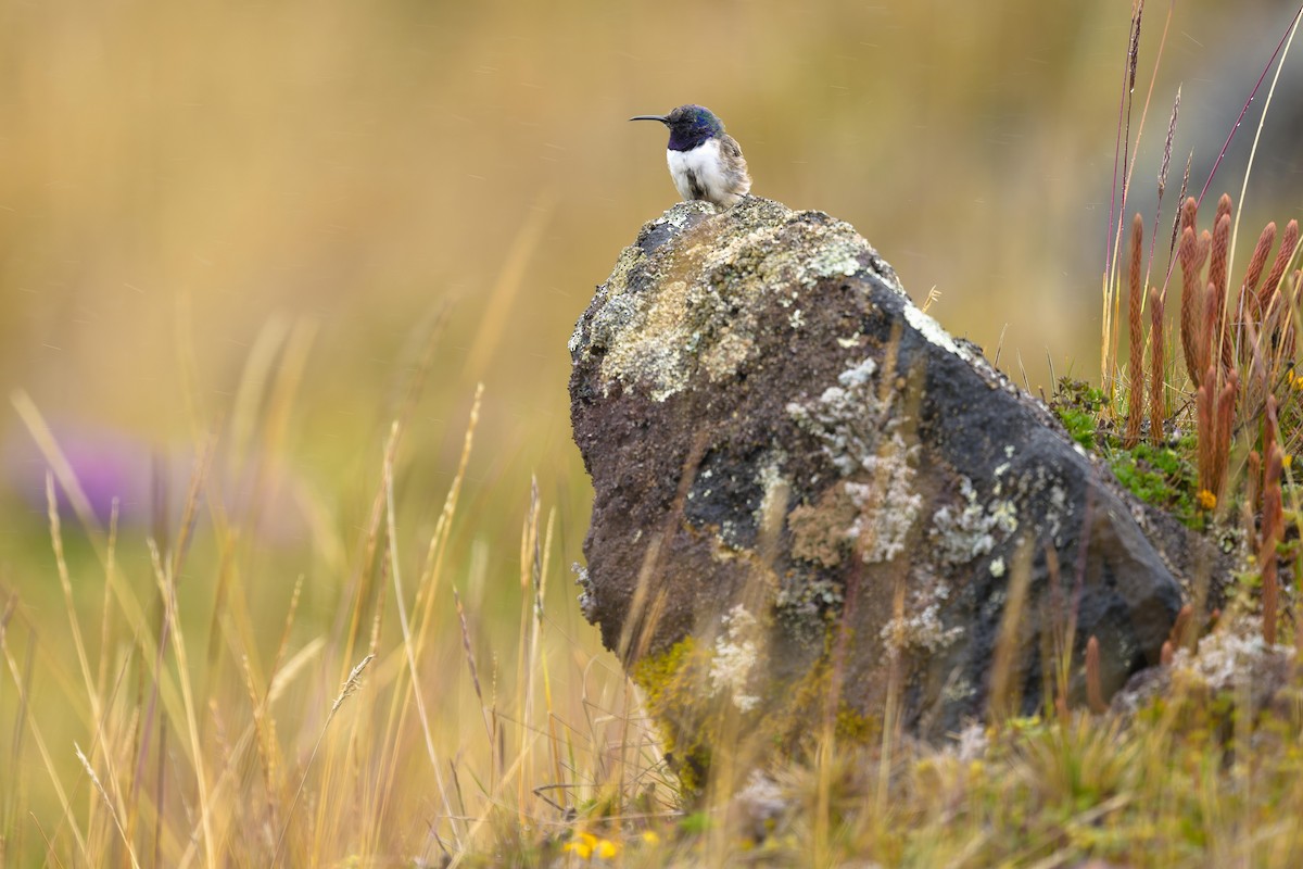 Ecuadorian Hillstar - ML642842235