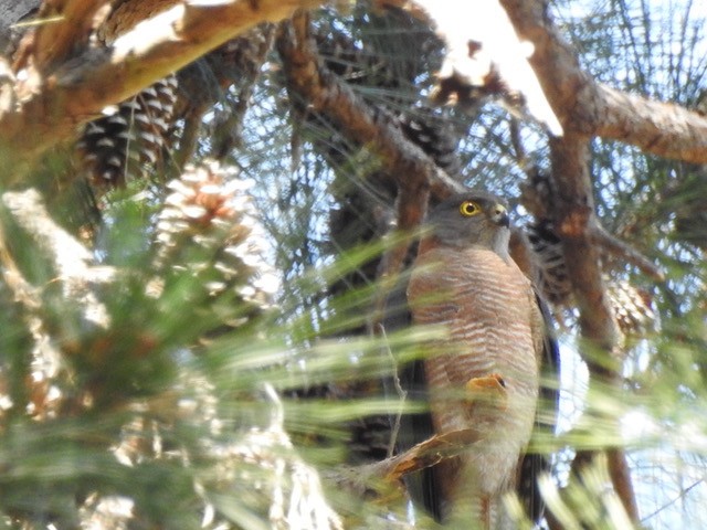 Brown Goshawk - ML642842239