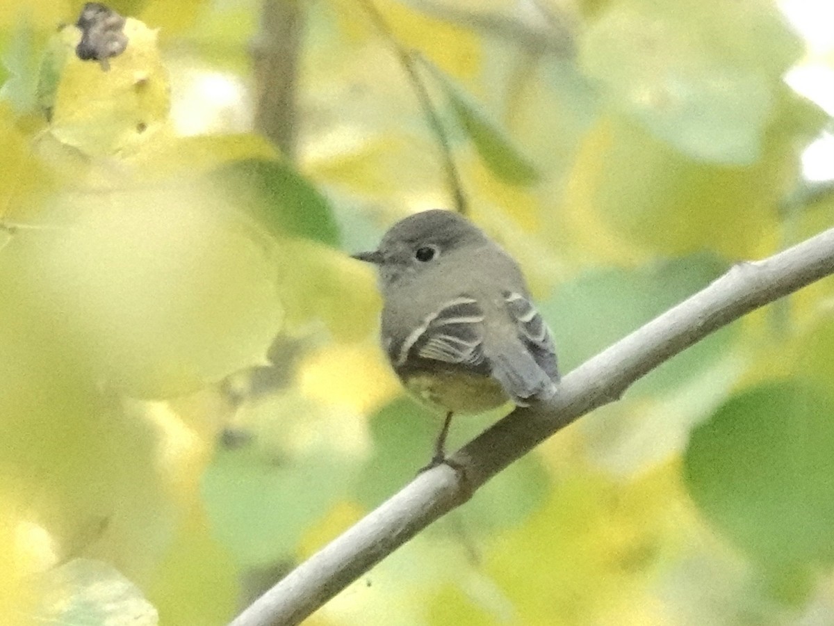 Hammond's Flycatcher - ML642842240