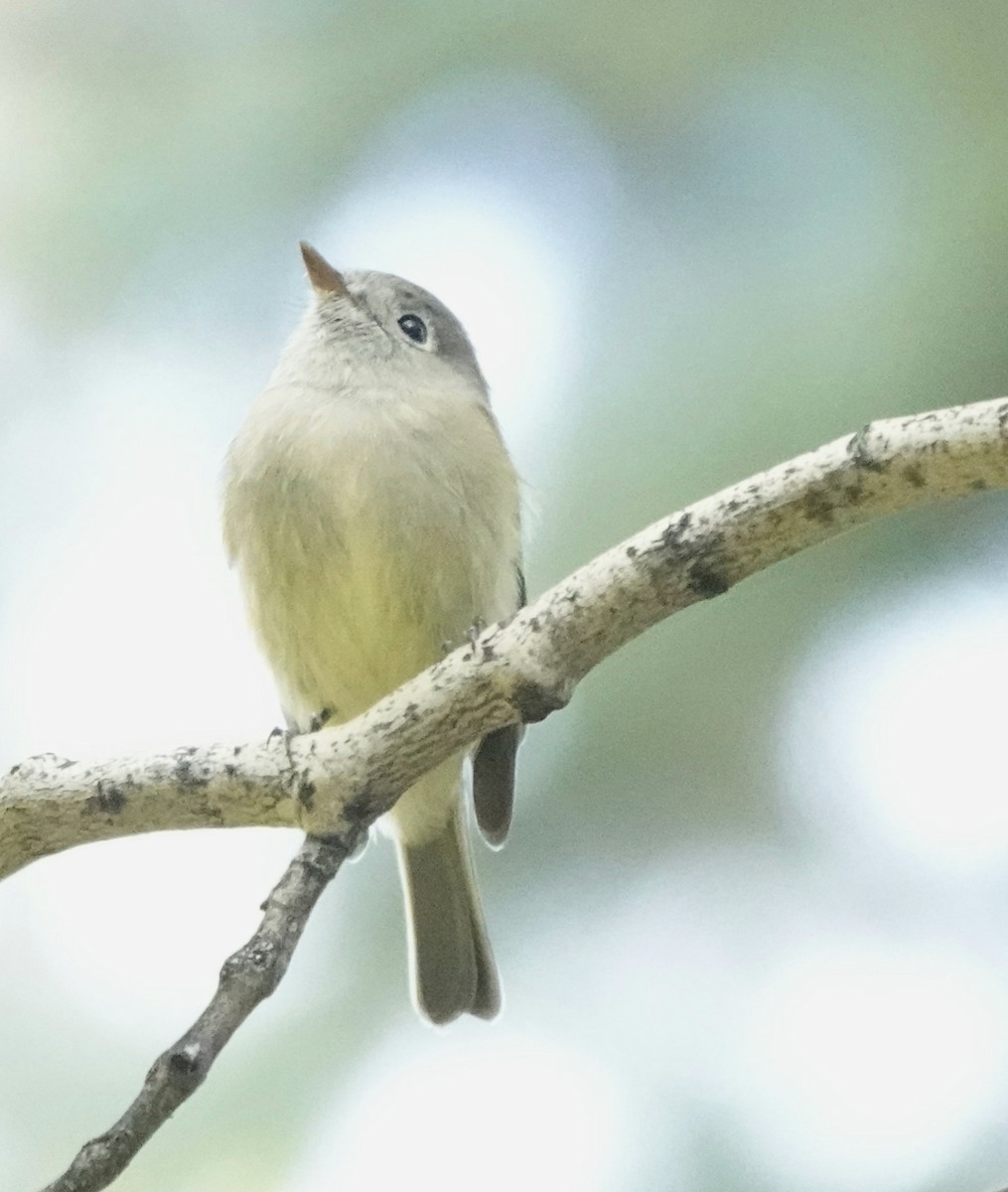 Hammond's Flycatcher - ML642842241