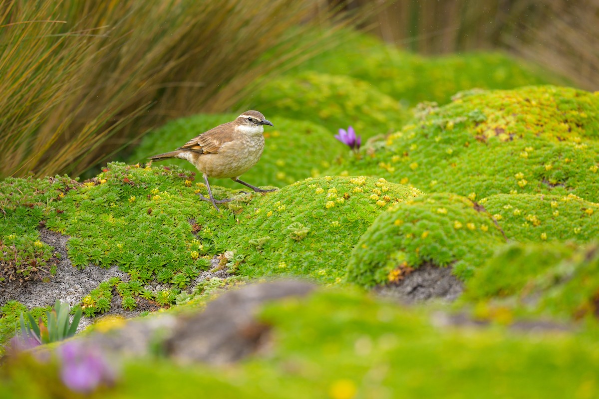 Stout-billed Cinclodes - ML642842242