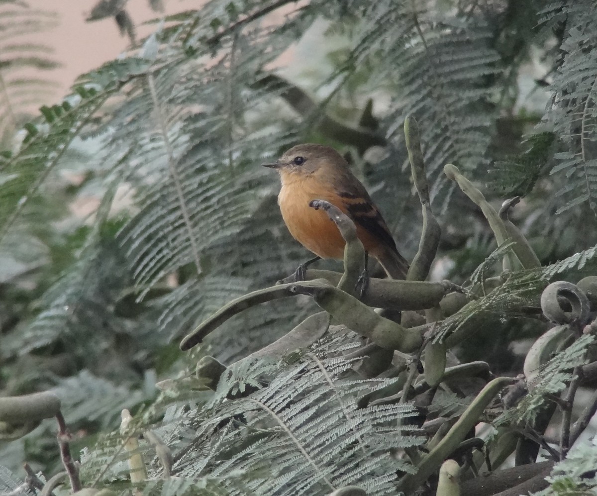 Rufescent Flycatcher - ML642842243