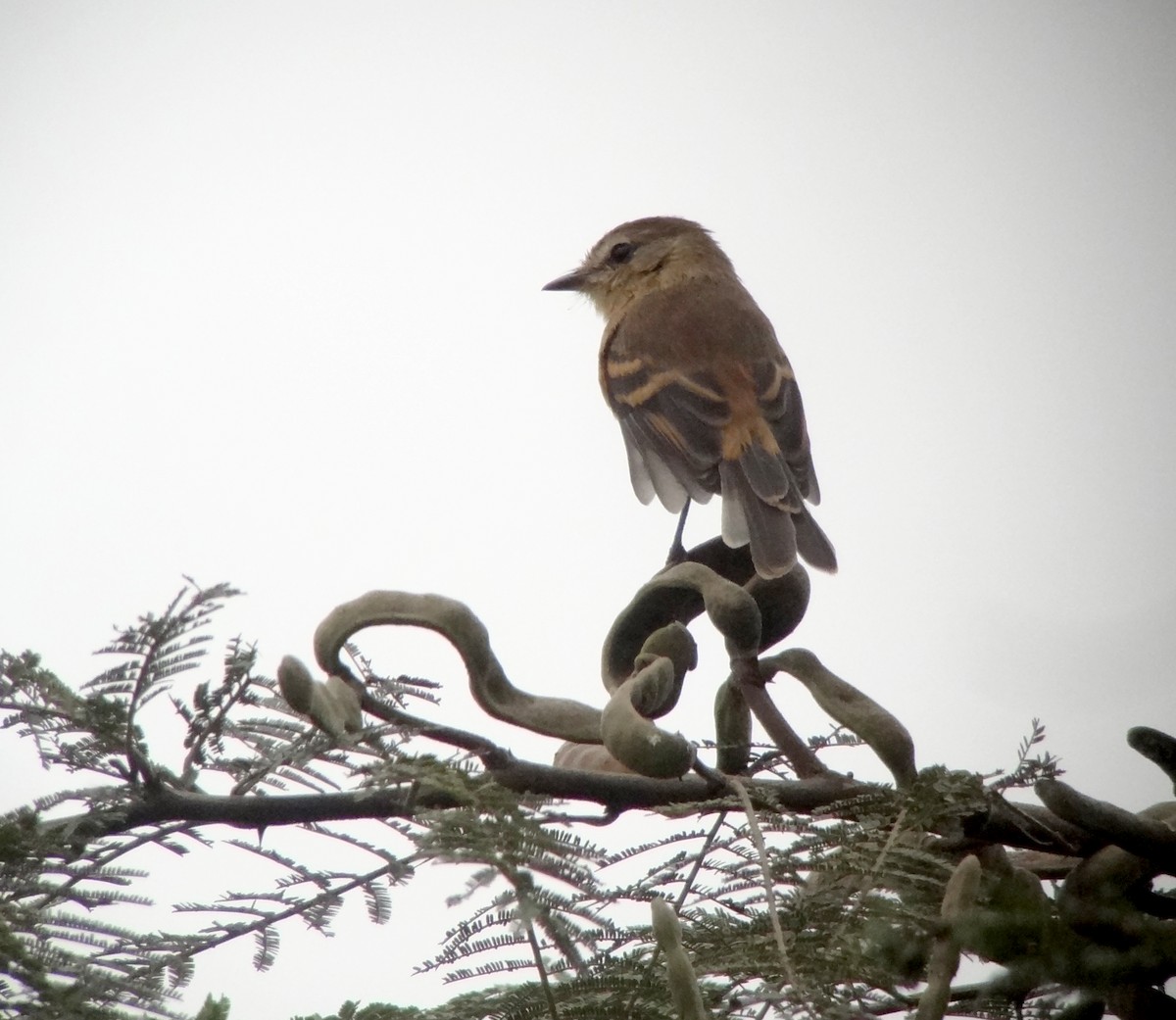 Rufescent Flycatcher - ML642842244
