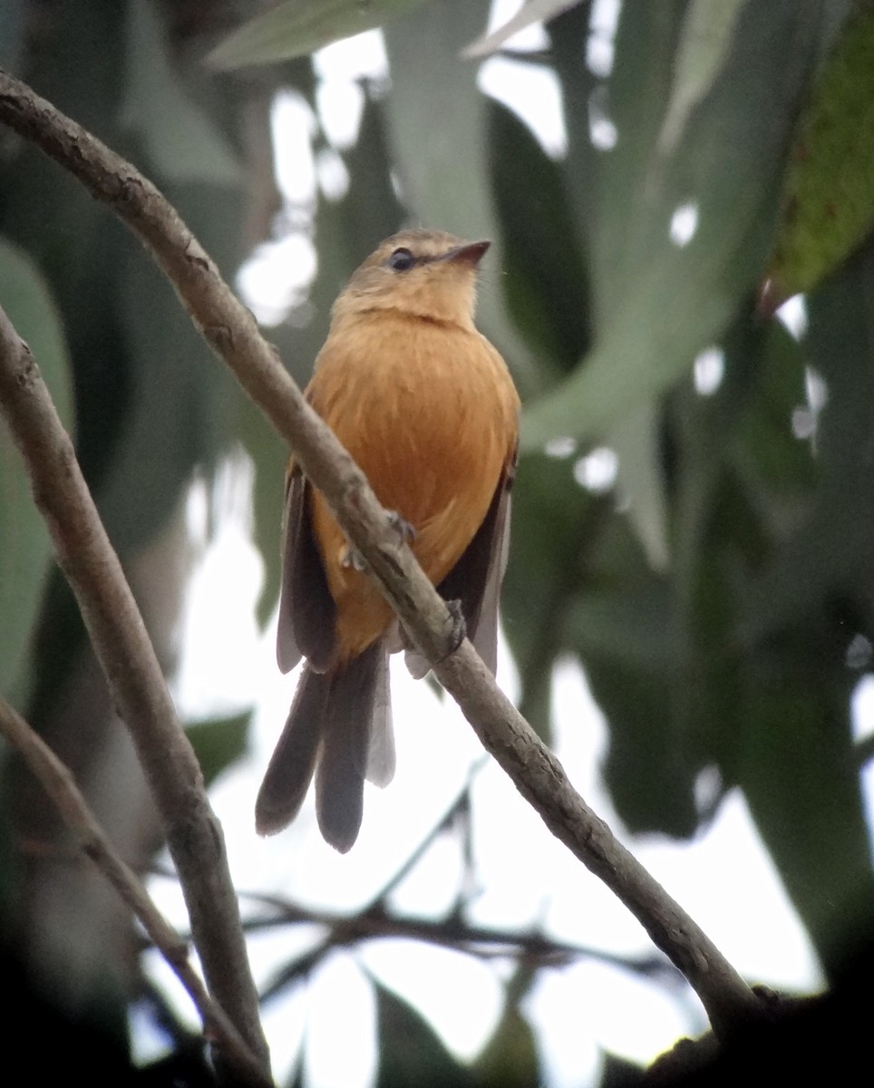 Rufescent Flycatcher - ML642842245