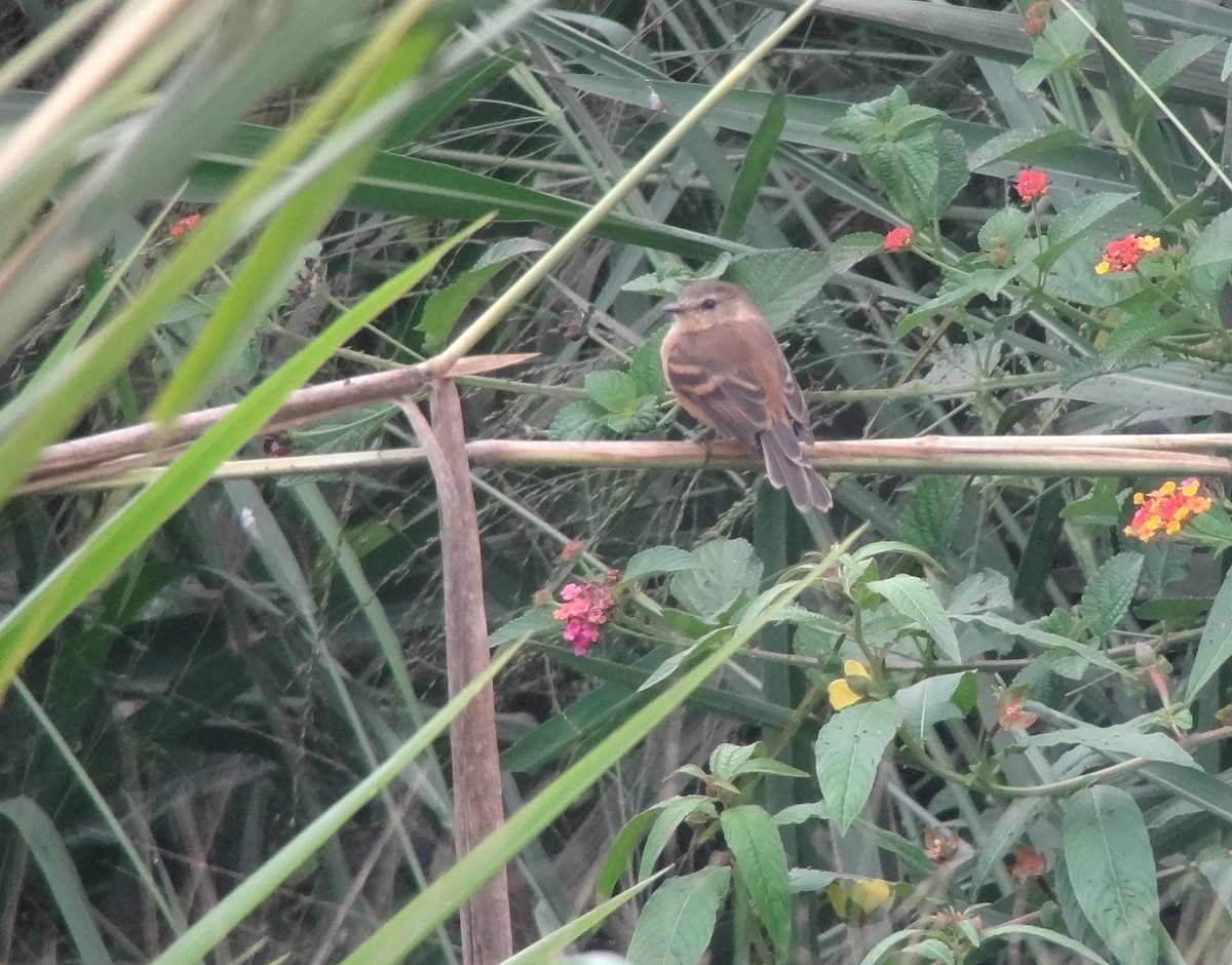 Rufescent Flycatcher - ML642842246