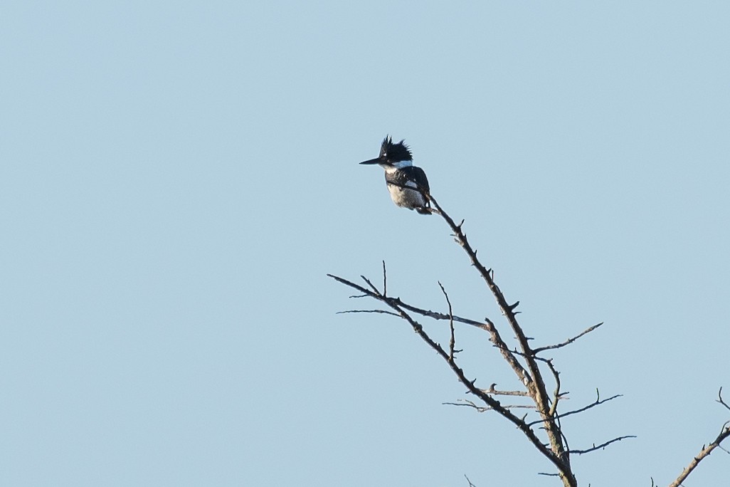 Belted Kingfisher - ML642842255