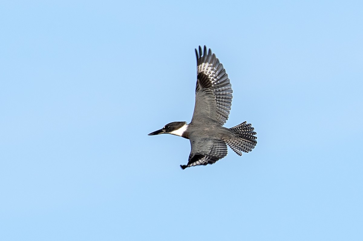 Belted Kingfisher - ML642842256