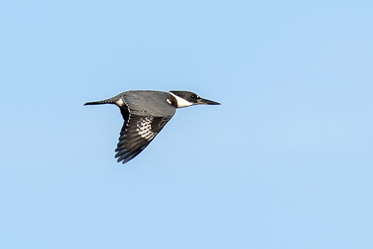 Belted Kingfisher - ML642842257