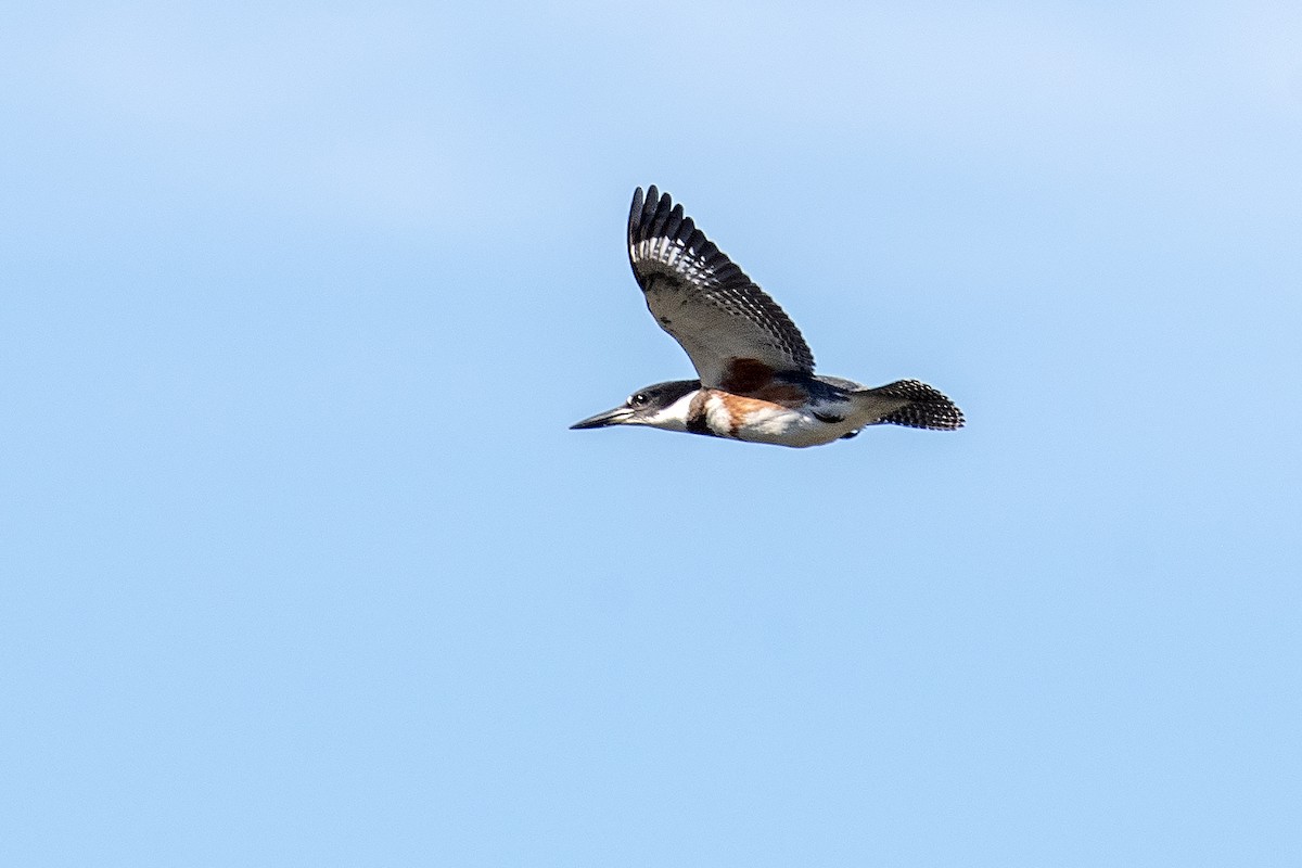 Belted Kingfisher - ML642842258