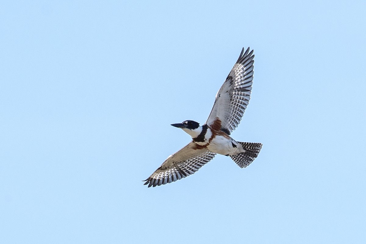 Belted Kingfisher - ML642842259