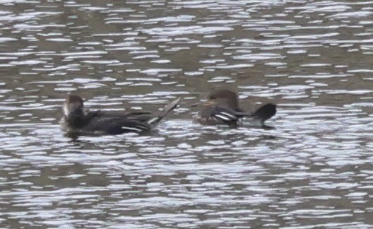 Hooded Merganser - ML642842260