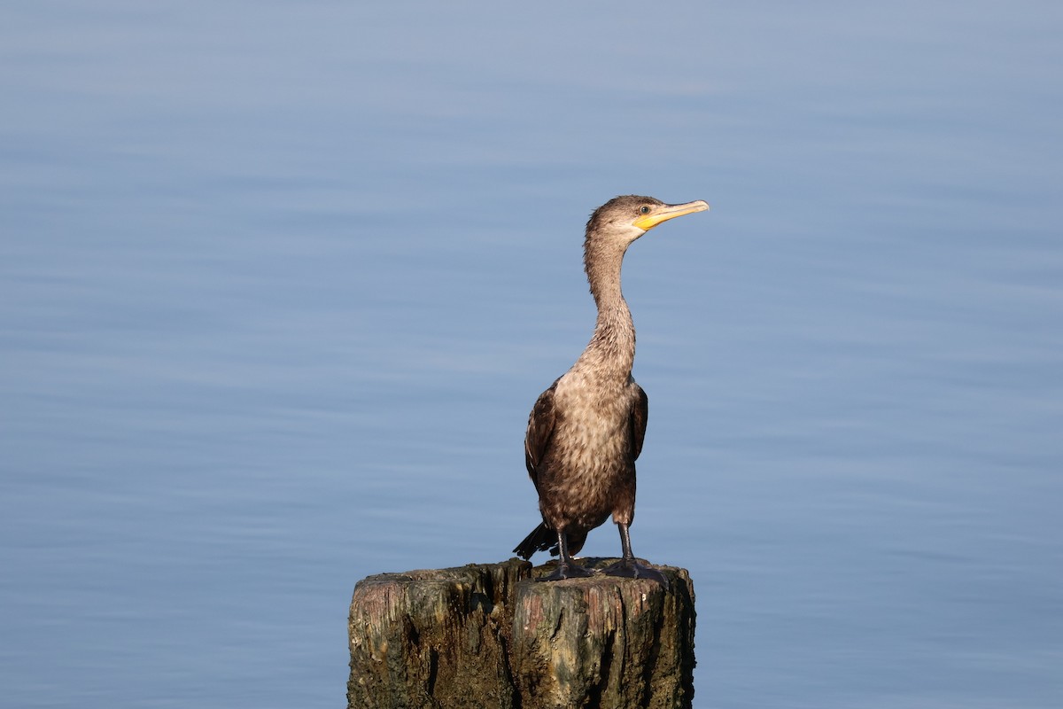 Neotropic Cormorant - ML642842273
