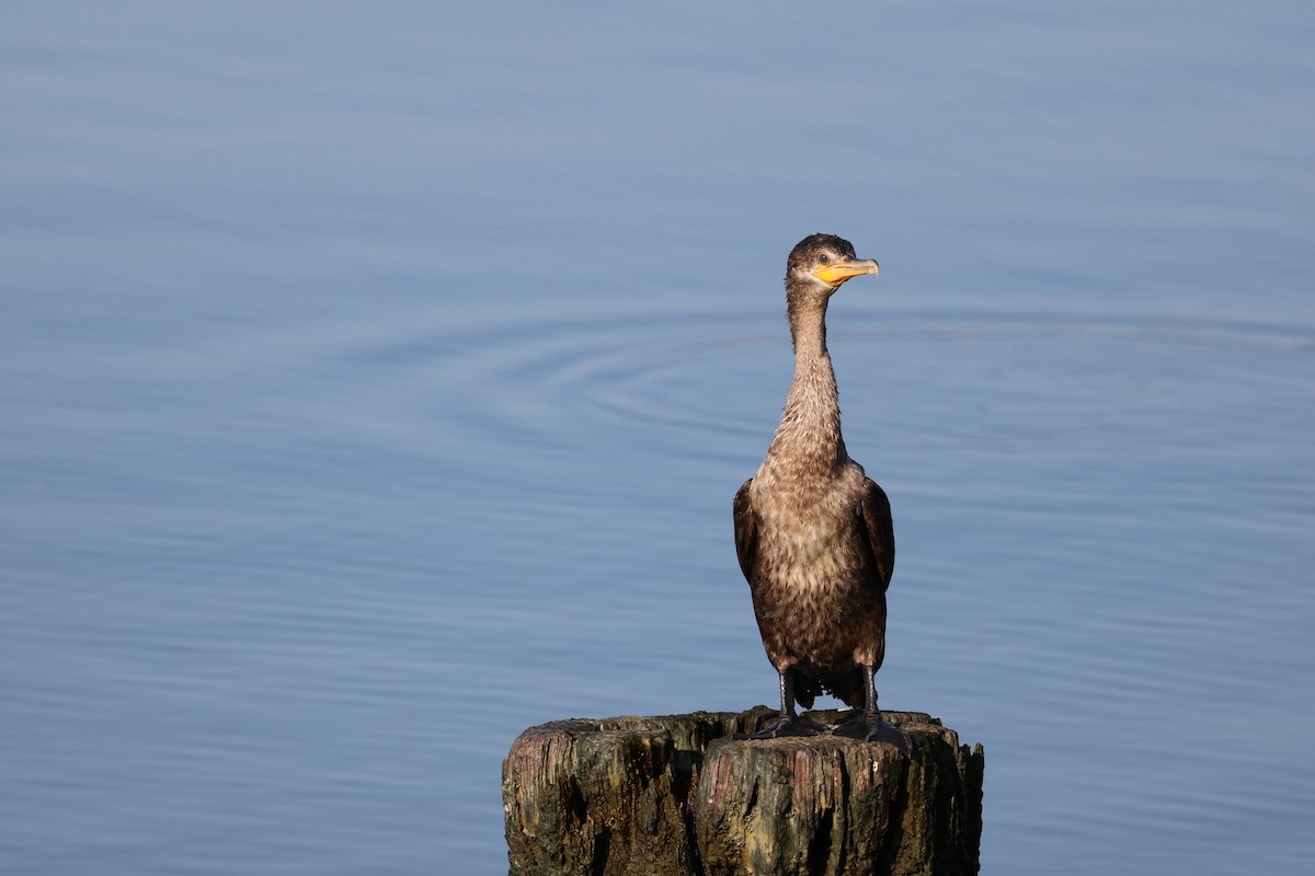 Neotropic Cormorant - ML642842274