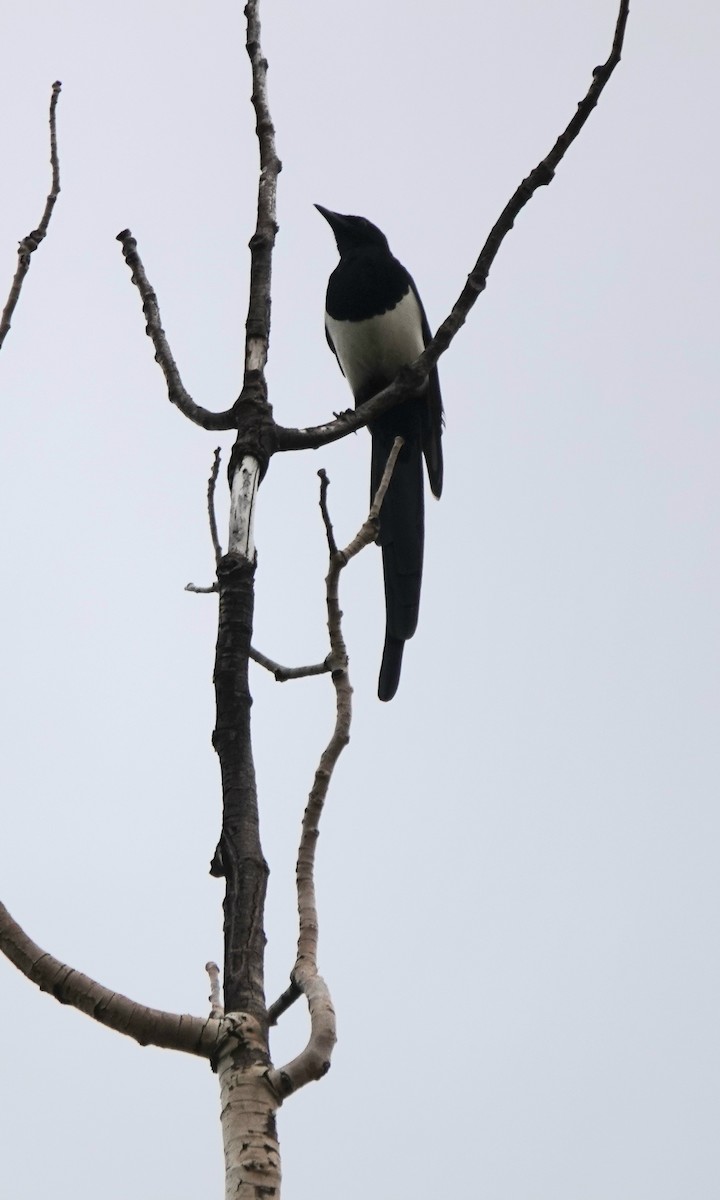 Black-billed Magpie - ML642842280