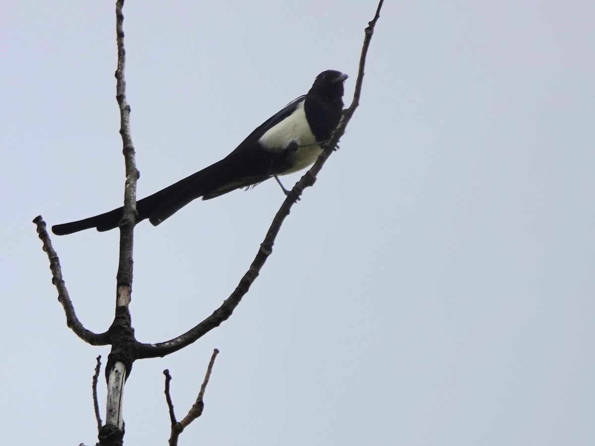 Black-billed Magpie - ML642842281