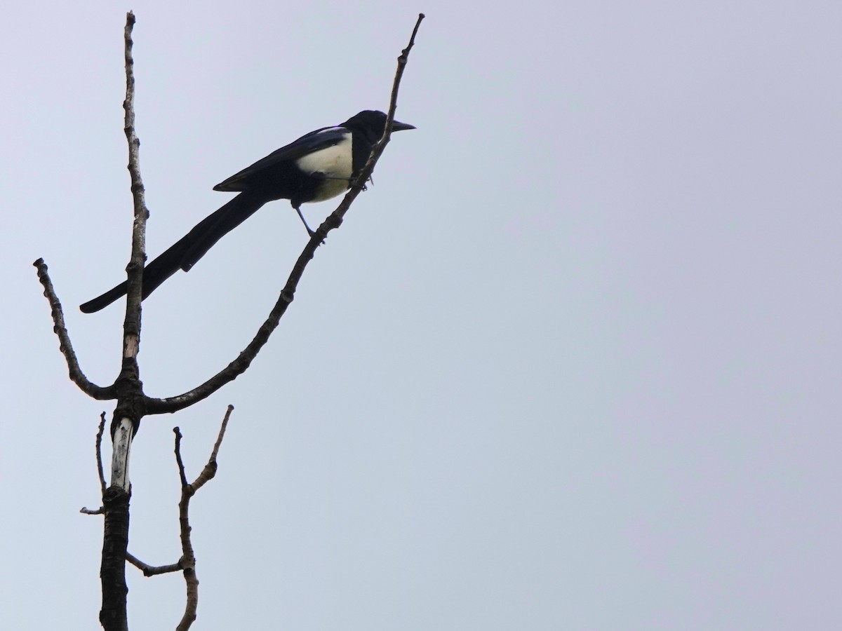 Black-billed Magpie - ML642842282