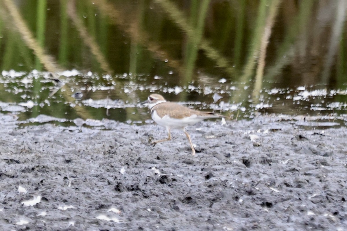 Killdeer - ML642842283