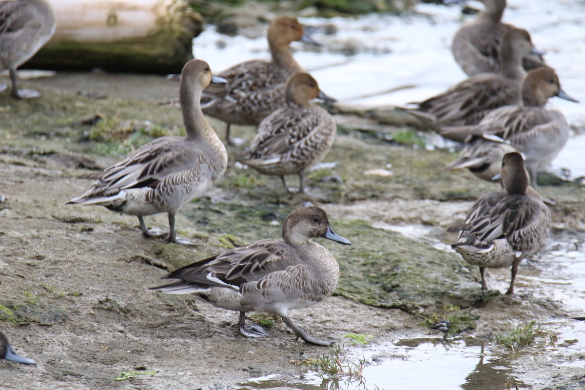 Northern Pintail - ML642842285