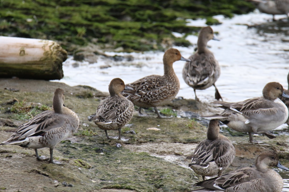 Northern Pintail - ML642842287