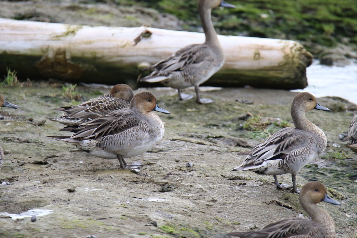 Northern Pintail - ML642842288