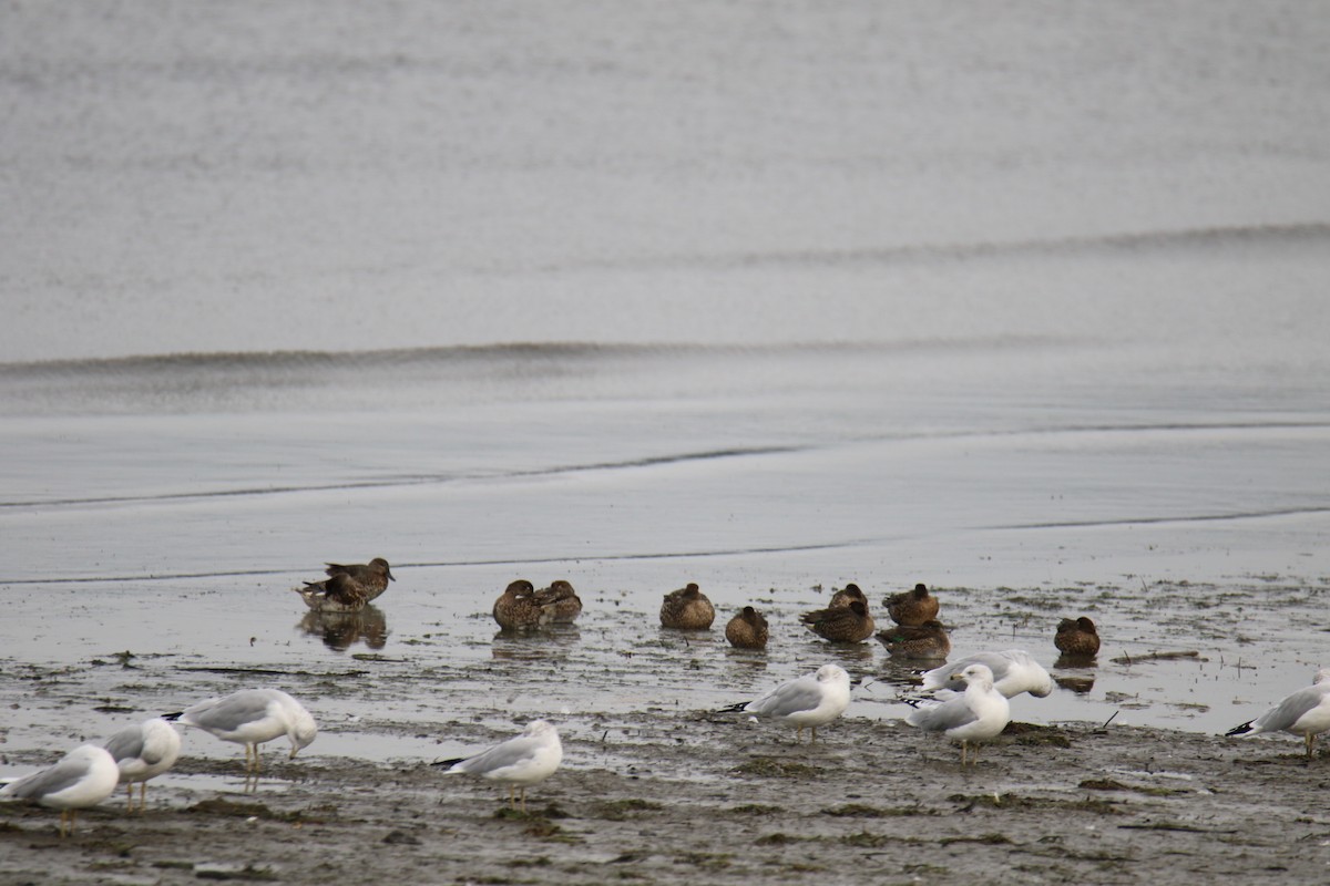 Green-winged Teal (American) - ML642842294